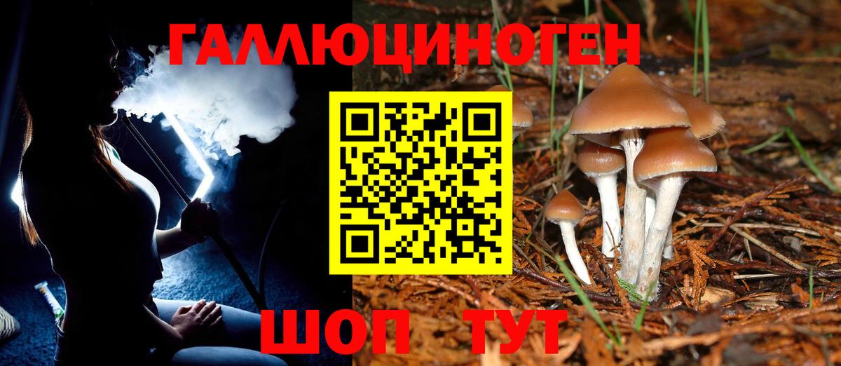 Тихорецк  Псилоцибиновые грибы GOLDEN TEACHER  Вход с VPN 