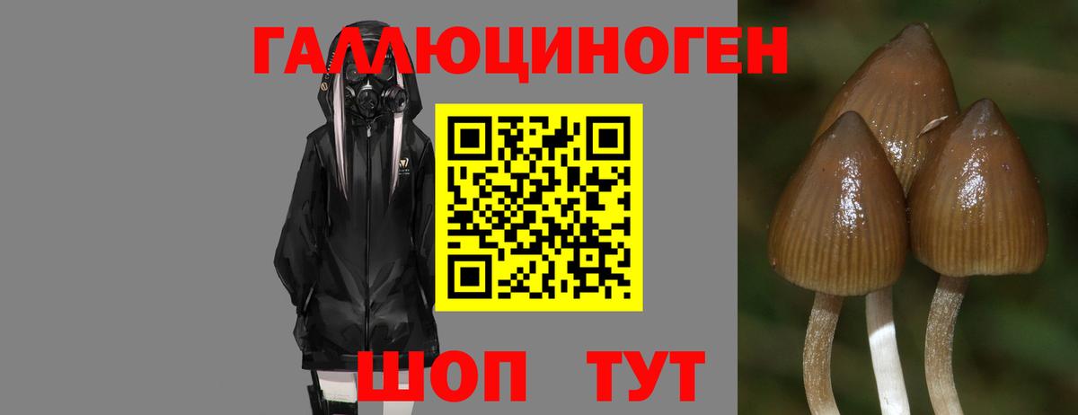 Псилоцибиновые грибы мицелий Тихорецк